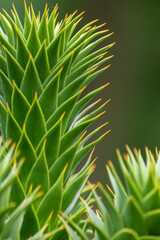 Green thorny leaves of araucaria araucana or monkey tail tree with sharp needle-like leaves and spikes of exotic plant in the wilderness of patagonia shows symmetric shape details of the green leaves