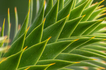 Green thorny leaves of araucaria araucana or monkey tail tree with sharp needle-like leaves and spikes of exotic plant in the wilderness of patagonia shows symmetric shape details of the green leaves