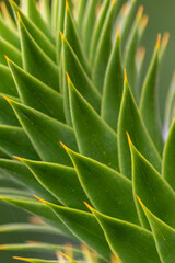 Fototapeta premium Green thorny leaves of araucaria araucana or monkey tail tree with sharp needle-like leaves and spikes of exotic plant in the wilderness of patagonia shows symmetric shape details of the green leaves