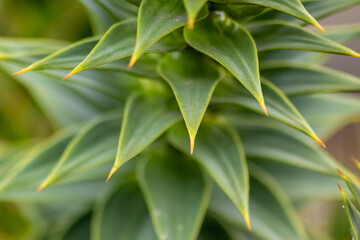 Green thorny leaves of araucaria araucana or monkey tail tree with sharp needle-like leaves and spikes of exotic plant in the wilderness of patagonia shows symmetric shape details of the green leaves