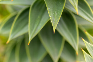 Green thorny leaves of araucaria araucana or monkey tail tree with sharp needle-like leaves and spikes of exotic plant in the wilderness of patagonia shows symmetric shape details of the green leaves