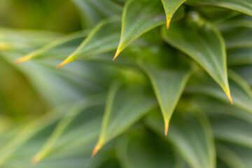 Green thorny leaves of araucaria araucana or monkey tail tree with sharp needle-like leaves and spikes of exotic plant in the wilderness of patagonia shows symmetric shape details of the green leaves