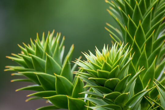Green thorny leaves of araucaria araucana or monkey tail tree with sharp needle-like leaves and spikes of exotic plant in the wilderness of patagonia shows symmetric shape details of the green leaves