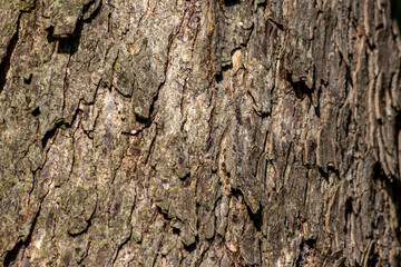 Tree bark macro with fine natural structures and rough tree bark as natural and ecological...