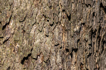 Tree bark macro with fine natural structures and rough tree bark as natural and ecological background shows a beautiful wooden structure with scars and protection as habitat for little insects