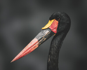 portrait of a Saddle-bill Stork