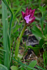 Schmetterlings-Knabenkraut // Butterfly orchid (Anacamptis papilionacea) - Mani, Pelpoponnes, Griechenland