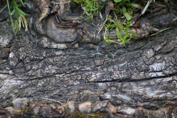 Tree bark macro with fine natural structures and rough tree bark as natural and ecological...