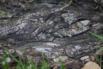 Tree bark macro with fine natural structures and rough tree bark as natural and ecological background shows a beautiful wooden structure with scars and protection as habitat for little insects