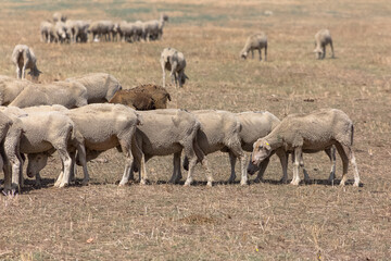 Naklejka na ściany i meble View of flock of sheep on mountains, grazing farmland field, green herbs, in Spain