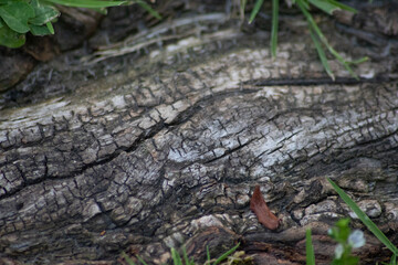 Tree bark macro with fine natural structures and rough tree bark as natural and ecological background shows a beautiful wooden structure with scars and protection as habitat for little insects