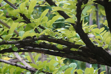 Budding Green Leaves in the park