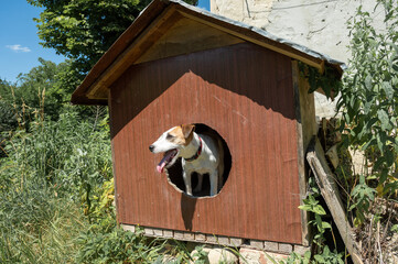white and brown jack russell terrier dog sitting in a brown dog house, selective focus, black and white photo