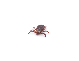 One little tick.