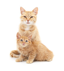 Obraz premium Mom cat with kitten.