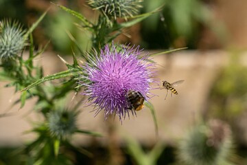 thistle flower in bloom with a bee