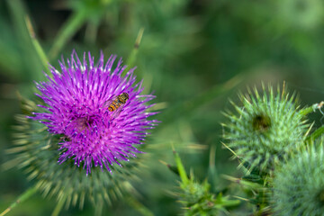 bee on a thistle, wildflowers 