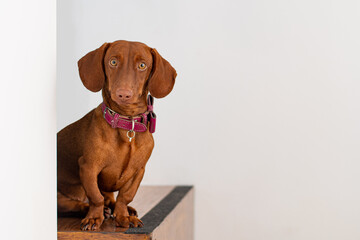 Dachshund dog, brown color, 9 months old, on a white background