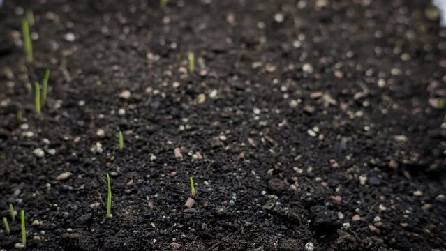Timelapse of wheat growth. Germination of grass from the soil