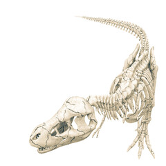 tyrannosaur skeleton