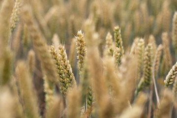 Fototapeta premium golden wheat field
