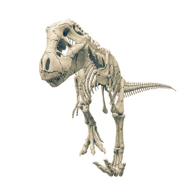 Tyrannosaur Skeleton Walking Slowly