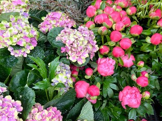 Greeting card - pink spring flowers