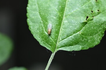 Yellow fruit fly on a leaf.