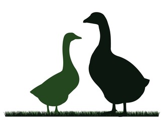 Pair of geese grazing. Male and female. Scenery silhouette. Agricultural farm bird. Object isolated on white background. Vector