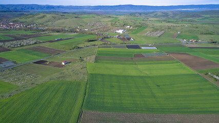 Fototapeta na wymiar Aerial view of the green agricultural fields of a farm in early spring on a clear sunny day with blue skies. Agricultural and landscape aerial photography
