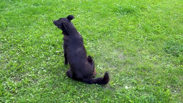 Cute street dog sits on the grass and itches from fleas, ticks or louse. Black stray dog infested with fleas and trying to get rid of blood-sucking insect parasites