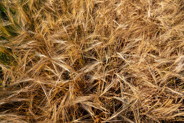 Fields with mature wheat in Ukraine. Global grain crisis in the world.