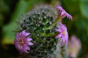 A cactus dressed in pink