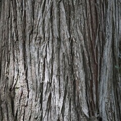 Obraz premium Ecorce d'arbre .