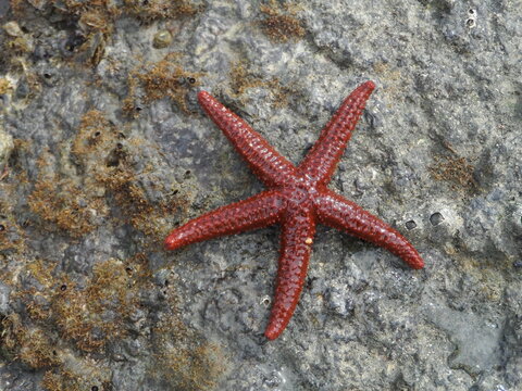A estrela-do-mar &eacute; um animal equinoderme em forma de estrela, existem cerca de 1.900 esp&eacute;cies de estrela-do-mar no fundo do mar em todos os oceanos.
