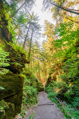 Cover page with magical fairytale forest with fern, moss and rocks at the hiking trail called Malerweg in the national park Saxon Switzerland near Dresden and Czechish border, Saxony, Germany.