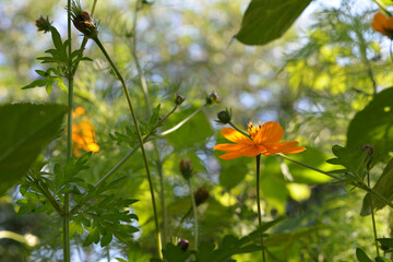 Cosmos with orange flower and green leaves on blurred background of summer garden.