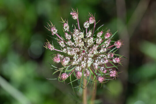 Inflorescence Of Wild Carrot (Daucus Carota) With Typical Purple Pseudanthium In The Middle.