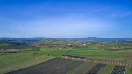 Obraz premium Aerial view of the green agricultural fields of a farm in early spring on a clear sunny day with blue skies. Agricultural and landscape aerial photography