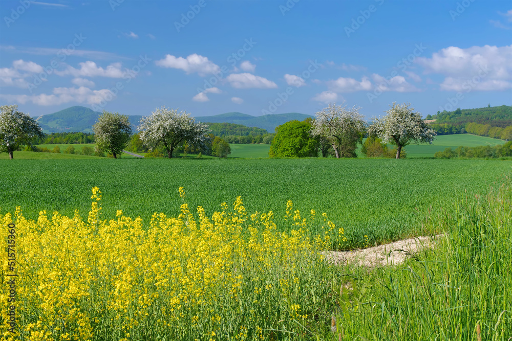 Sticker zittauer gebirge im fruehling mit blühendem rapsfeld und apfelbäumen - zittau mountains with bloomin