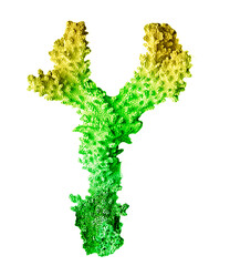 Coral isolated on white background