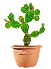 Close up of opuntia cactus in pot