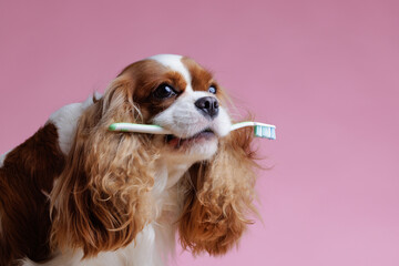 dog holding a toothbrush in his teeth on a clean pink background