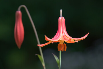 An upside down lily, also know by these names...Canada Lily and the Turks Cap Lily.  Lilly growing...