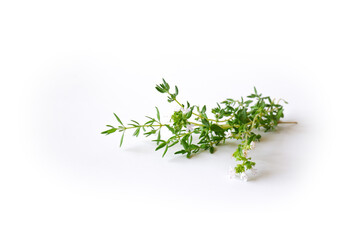 Thyme sprig with flowers and leaves on a white background. Useful medicinal plant close-up.