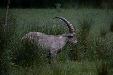 Ziege steht in hohem Gras