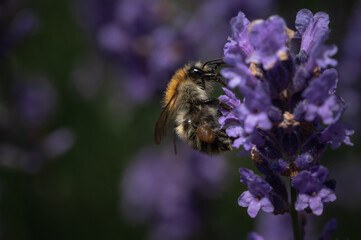 Kleine Biene sitzt auf Lavendel