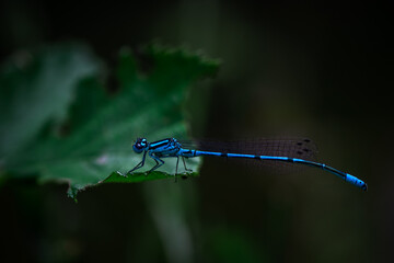 Blaue Libelle sitzt auf einem Blatt