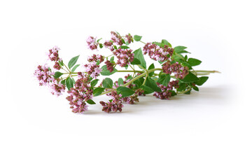 A sprig of oregano with flowers and leaves on a white background. Fragrant and useful medicinal plant close-up.