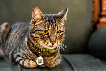 The cat is lying on the leather couch
